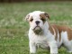 chiot bulldog anglais a donner