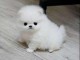 chiot Spitz pomeranian