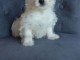 chiot Westie lof a donner