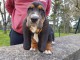 Chiots Basset Hound a donner