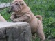 chiot Shar Pei a donner