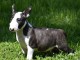 Chiot Bull Terrier a donner