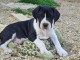 chiot dogue allemand a donner