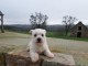 chiot Westie lof a donner