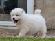 Chiots samoyede  a donner