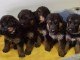 chiot Berger allemand a donner