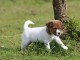 Chiot jack russell a donner