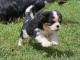 Chiots Cavaliers King Charles a donner