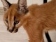 chaton caracal et caracat disponible