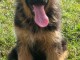Magnifique petit chiots bergers allemand à adopter très adorables