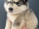Adorables petit chiots malamutes à adopter très magnifiques 