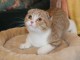 chaton Scottish fold a donner