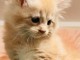 Chatons Maine coon a donner