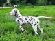 chiot dalmatien a donner