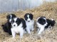 chiots Border collie a donner