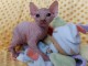 Chaton Sphynx a donner