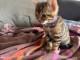 Chaton bengal  a donner