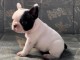 Bulldog français chiots à vendre