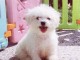 magnifiquee chiot bichon maltais s à adopter