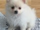 Adopté chiot spitz allemand femelle