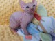 Chaton Sphynx a donner