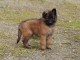 chiot berger belge  a donner