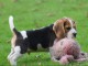 chiot Beagle a donner