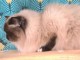 Adorable mal sacré de Birmanie 