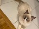 Adorable chaton ragdoll 