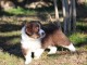 chiot berger australiens a donner