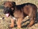 Chiots berger belge malinois a donner