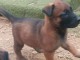 Chiots berger belge malinois a donner