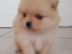 chiot Spitz allemand a donner