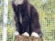 Adorable chaton Maine coon
