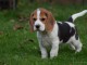 chiot Beagle a donner