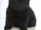 Adorable chiot spitz allemand 