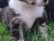 Super chiots berger australien 