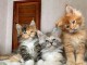 Chatons Maine coon a donner 