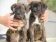 Canne Corso chiots à vendre