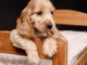 Cocker anglais chiots à vendre