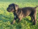 chiots cane corso à réserver 