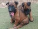 Chiots malinois a donner