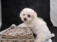 chiot Bichon frisé a donner