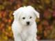 chiot Bichon frisé a donner