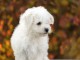 chiot Bichon frisé a donner