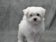 chiot Bichon frisé a donner