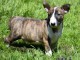 Chiot Bull Terrier a donner