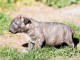 Chiot Bull Terrier a donner