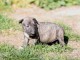 Chiot Bull Terrier a donner