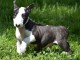 Chiot Bull Terrier a donner